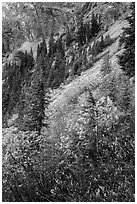 Steep slopes in autumn, North Cascades National Park Service Complex.  ( black and white)