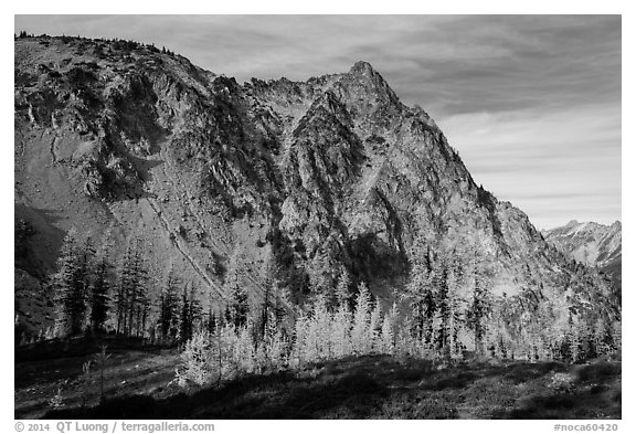 Alpine larch in autumn and rocky peak above Easy Pass, North Cascades National Park.  (black and white)