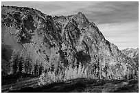 Alpine larch in autumn and rocky peak above Easy Pass, North Cascades National Park.  ( black and white)
