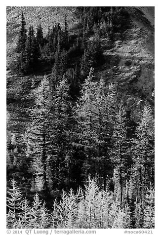 Slope with subalpine larch (Larix lyallii) in autumn, Easy Pass, North Cascades National Park.  (black and white)
