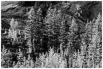 Alpine larch trees (Larix lyallii) with golden needles, Easy Pass, North Cascades National Park.  ( black and white)