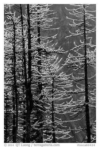 Golden needles of alpine larch (Larix lyallii)  in autumn, North Cascades National Park.  (black and white)