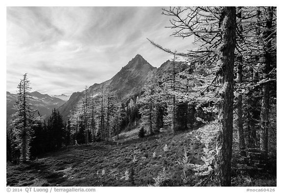 Alpine larch in autumn and Ragged Ridge, North Cascades National Park.  (black and white)