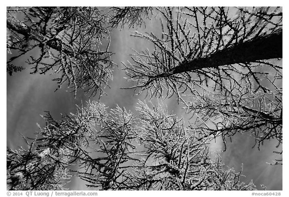 Looking up alpine larch in autumn, North Cascades National Park.  (black and white)