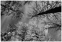 Looking up alpine larch in autumn, North Cascades National Park.  ( black and white)