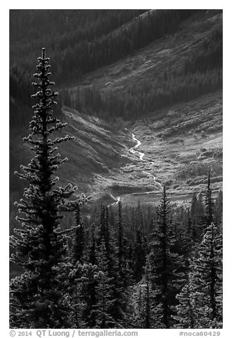 Fisher Creek in autumn, North Cascades National Park.  (black and white)