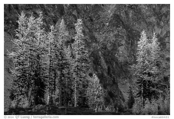 Alpine larch in autumn and rock wall, Easy Pass, North Cascades National Park.  (black and white)