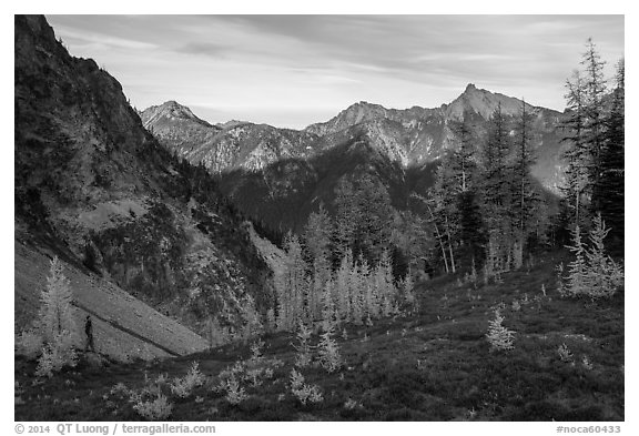 Alpine larch and mountains at sunset, Easy Pass, North Cascades National Park.  (black and white)