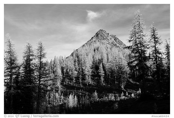 Subalpine larch at sunset, Easy Pass, North Cascades National Park.  (black and white)