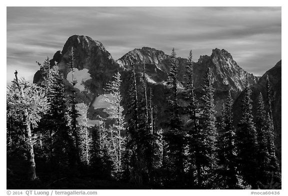 Fisher Peak trees at sunset, North Cascades National Park.  (black and white)