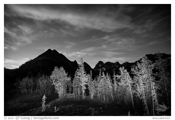 Larch trees and mountains from Easy Pass at night, North Cascades National Park.  (black and white)