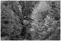 Waterfall in gully bordered by trees in fall foliage, North Cascades National Park Service Complex.  ( black and white)