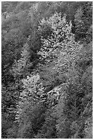 Trees in autumn foliage on steep slope, North Cascades National Park Service Complex.  ( black and white)