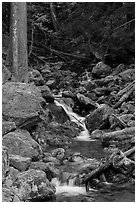 Creek with mossy boulders, North Cascades National Park Service Complex.  ( black and white)