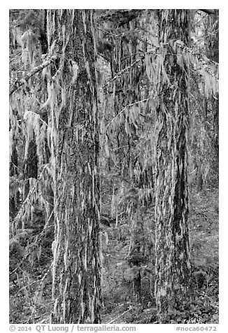 Tree trunks covered with epiphytic moss, North Cascades National Park Service Complex.  (black and white)