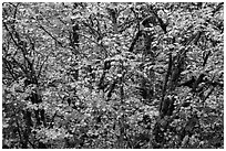 Close-up of trees in fall foliage, Thunder Creek, North Cascades National Park Service Complex.  ( black and white)