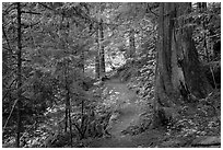 Thunder Creek trail, North Cascades National Park Service Complex.  ( black and white)