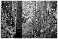 Aspen trunks and autumn colors, North Cascades National Park.  ( black and white)