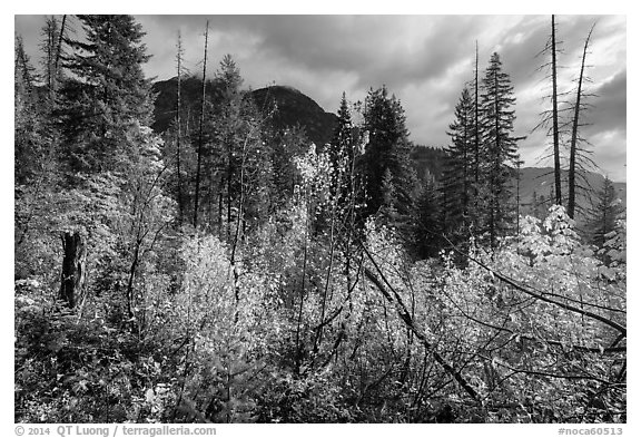 Fall colors and McGregor Mountain, North Cascades National Park.  (black and white)