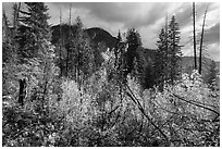 Fall colors and McGregor Mountain, North Cascades National Park.  ( black and white)