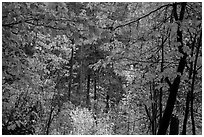 Autumn foliage along Agnes Gorge trail, North Cascades National Park.  ( black and white)