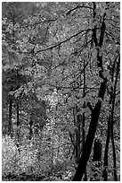 Fall foliage along Agnes Gorge trail, North Cascades National Park.  ( black and white)