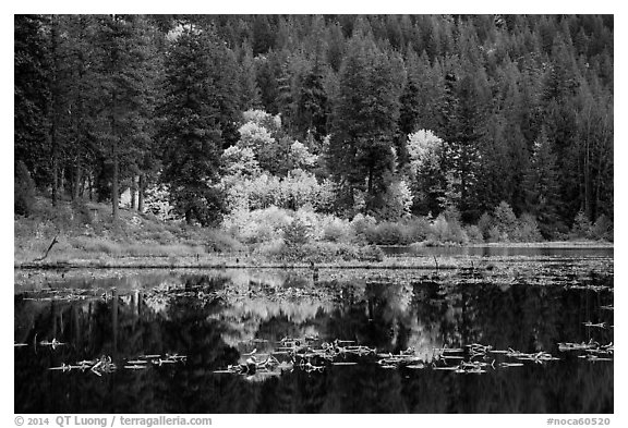 Autumn foliage reflected in Coon Lake, North Cascades National Park Service Complex.  (black and white)