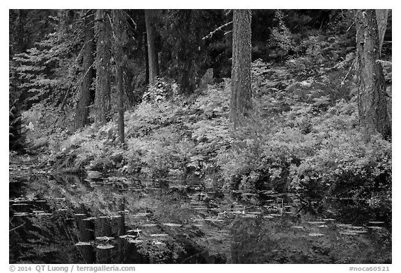Shore reflection, Coon Lake, North Cascades National Park Service Complex.  (black and white)