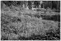 Lakeshore in autumn, Coon Lake, North Cascades National Park Service Complex.  ( black and white)