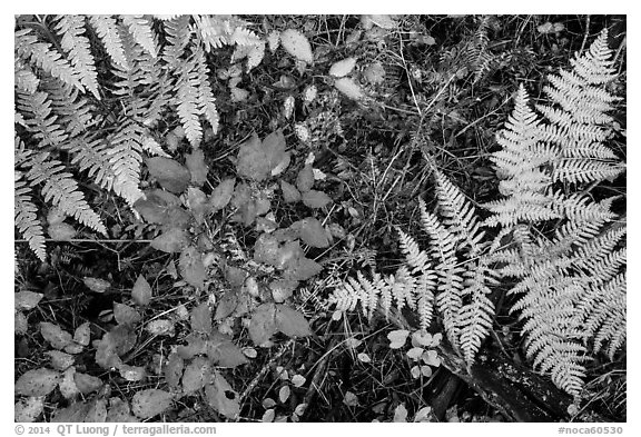 Close-up of ferns and berry plants in autumn, North Cascades National Park Service Complex.  (black and white)