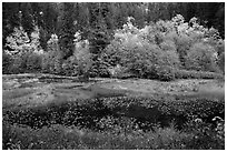 Pond in autumn, North Cascades National Park Service Complex.  ( black and white)