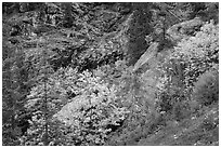 Trees and cliffs in autumn, North Cascades National Park Service Complex.  ( black and white)