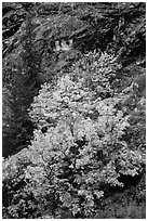 Vine maple in fall foliage against cliffs, North Cascades National Park Service Complex.  ( black and white)