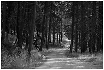 Road in forest, Stehekin Valley, North Cascades National Park Service Complex.  ( black and white)
