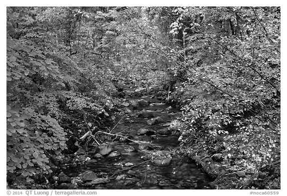 Stream, Stehekin, North Cascades National Park Service Complex.  (black and white)