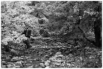 Trees in autum foliage bordering stream, Stehekin, North Cascades National Park Service Complex.  ( black and white)