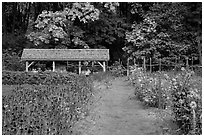 The garden, Stehekin, North Cascades National Park Service Complex.  ( black and white)