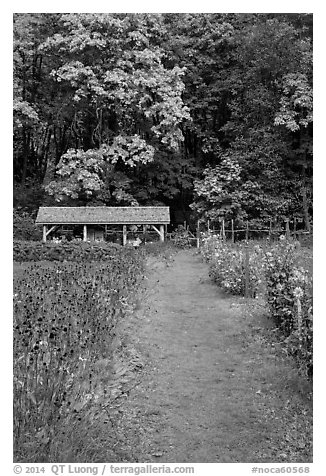 Organic garden, Stehekin, North Cascades National Park Service Complex.  (black and white)