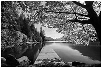 Deck framed by tree in autumn foliage, Lake Chelan, Stehekin, North Cascades National Park Service Complex.  ( black and white)