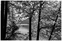 Trees in fall foliage on shore of Lake Chelan, Stehekin, North Cascades National Park Service Complex.  ( black and white)