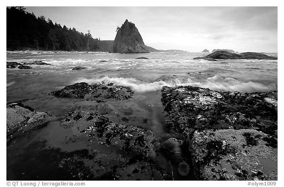 Tidepool at Rialto beach. Olympic National Park (black and white)
