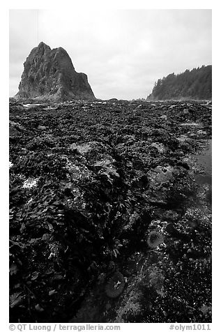 Tidepool at Rialto beach. Olympic National Park, Washington, USA.