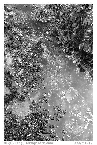 Green anemones in tidepool. Olympic National Park (black and white)