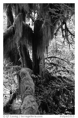 Club moss on vine maple and bigleaf maple in Hoh rain forest. Olympic National Park (black and white)