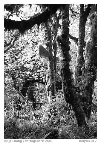 Epiphytic spikemoss on maple trees, Hoh rain forest. Olympic National Park, Washington, USA.