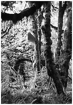 Epiphytic spikemoss on maple trees, Hoh rain forest. Olympic National Park, Washington, USA. (black and white)