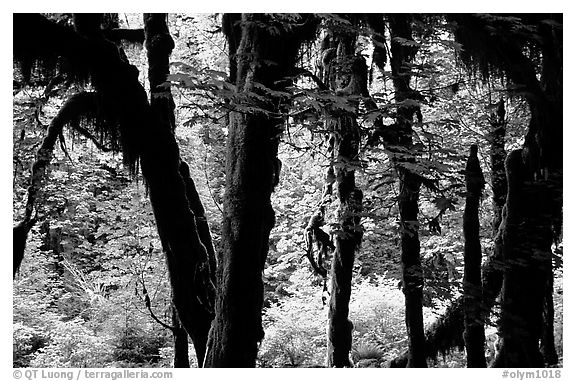 Club moss on vine maple and bigleaf maple in Hoh rain forest. Olympic National Park (black and white)