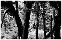 Club moss on vine maple and bigleaf maple in Hoh rain forest. Olympic National Park, Washington, USA. (black and white)