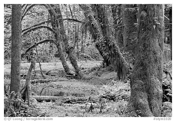 Mosses, trees, and pond, Quinault rain forest. Olympic National Park, Washington, USA.