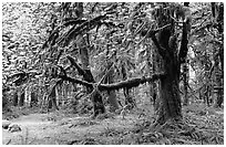 Green Mosses and trees, Quinault rain forest. Olympic National Park, Washington, USA. (black and white)